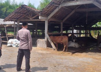 Satgas Pangan Polda Jatim Pantau Virus PMK Sapi